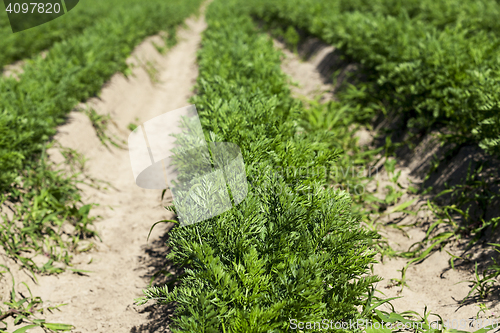 Image of green carrot field