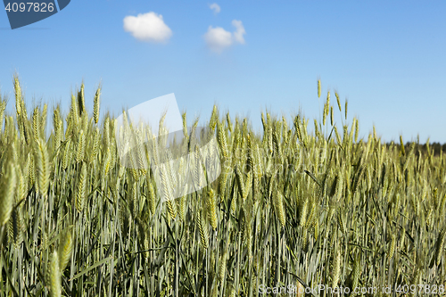 Image of Field with cereal