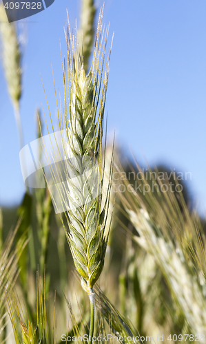 Image of Field with cereal