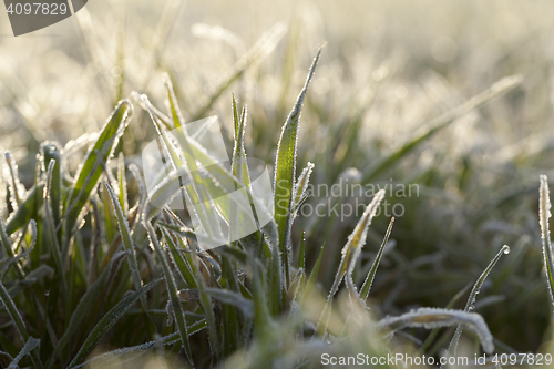 Image of young grass plants, close-up