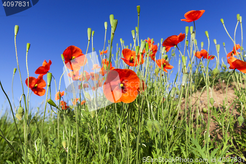 Image of Red Poppy in the field