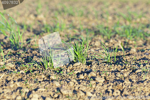 Image of young grass plants, close-up