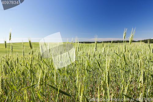 Image of Field with cereal