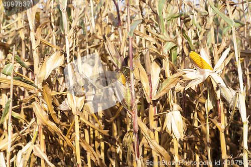 Image of yellowed ripe corn