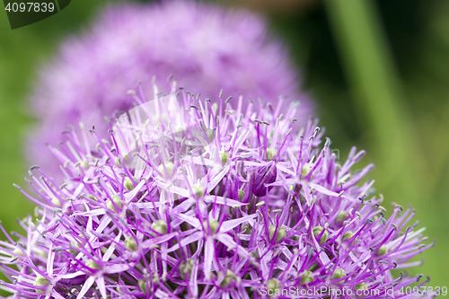 Image of Flower onion, close-up