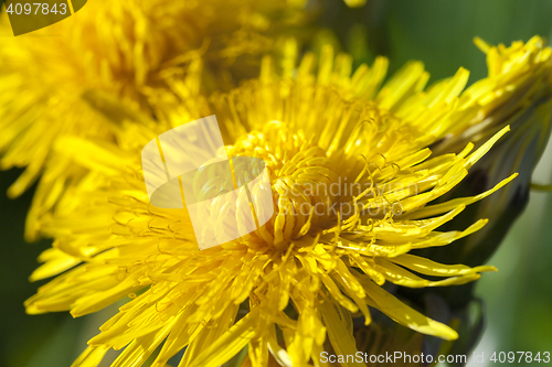 Image of yellow dandelions in spring