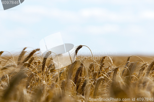 Image of farm field cereals