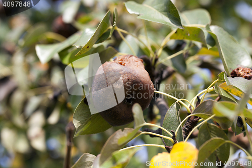 Image of rotten pear on the tree