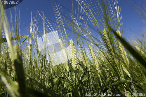 Image of immature green grass