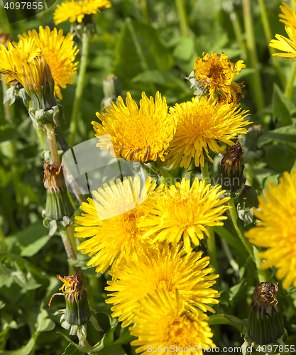 Image of yellow dandelions in spring