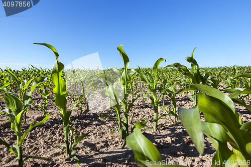 Image of Field of green corn