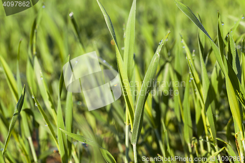 Image of Field with cereal