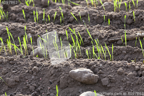 Image of young grass plants, close-up