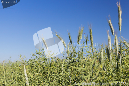 Image of Field with cereal