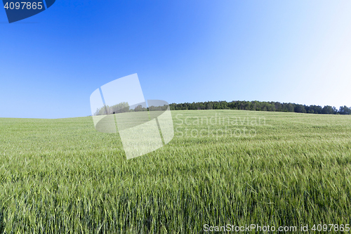 Image of Field with cereal