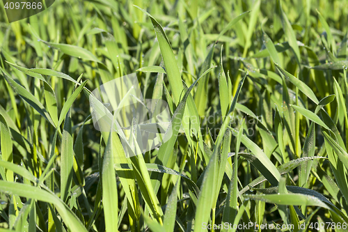 Image of Field with cereal