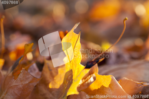 Image of autumn in the park