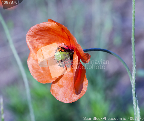 Image of Red Poppy in the field