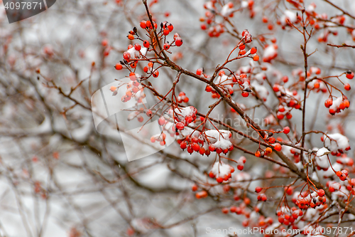 Image of Rowan branch in the snow