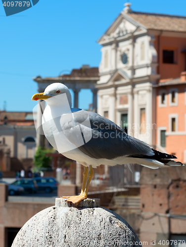 Image of Seagull in Rome