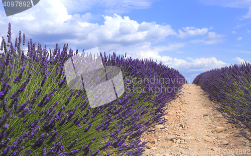 Image of Lavender field