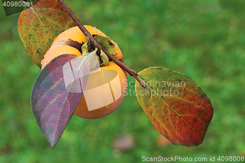 Image of Ripe Kaki Fruit