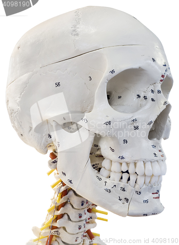 Image of Model of Human Head Cutout