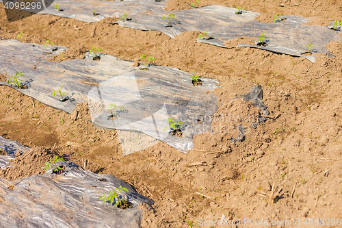 Image of Tomatoes growing