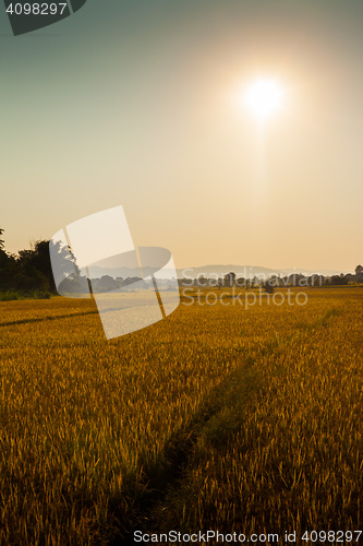 Image of Rice fields in Chitwan, Nepal