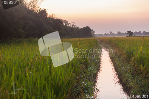 Image of Rice fields at dusk, Nepal