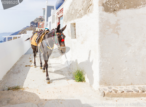 Image of donkey on stairs of Santorini