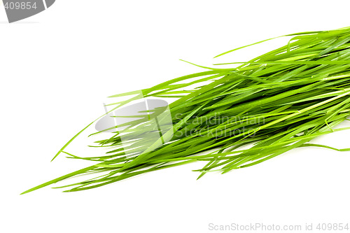Image of Green grass isolated on white background