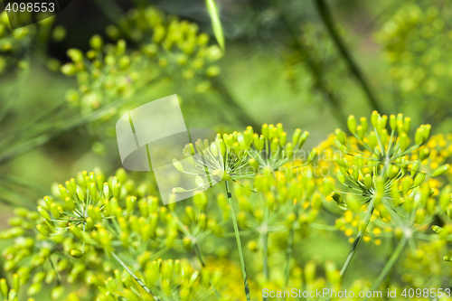 Image of green umbrella dill