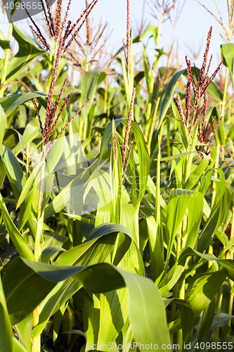 Image of green corn, close up