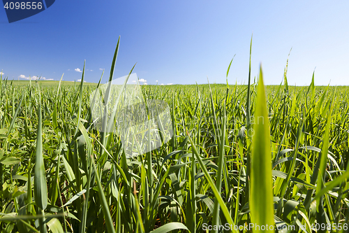 Image of Field with cereal