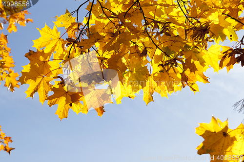 Image of autumn yellow park