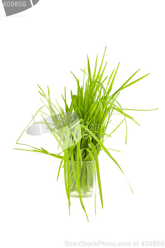 Image of Green grass in cup isolated on white background