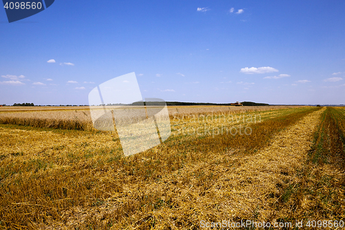 Image of agriculture during harvest