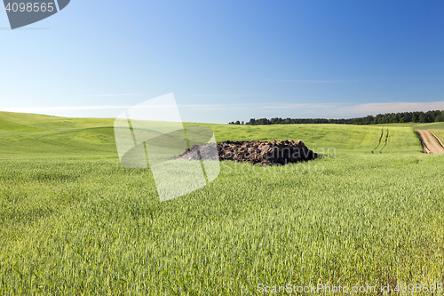 Image of Field with cereal