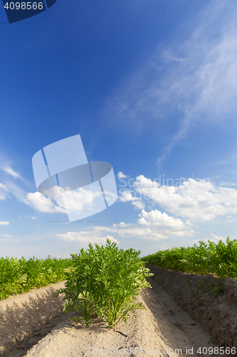 Image of Field with carrot