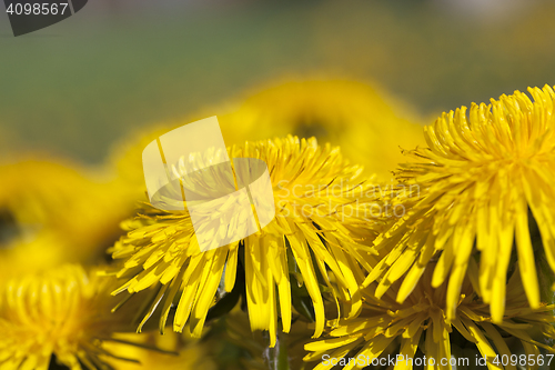 Image of yellow dandelions in spring