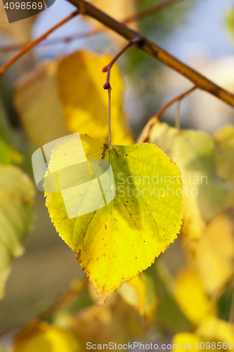 Image of autumn in the park