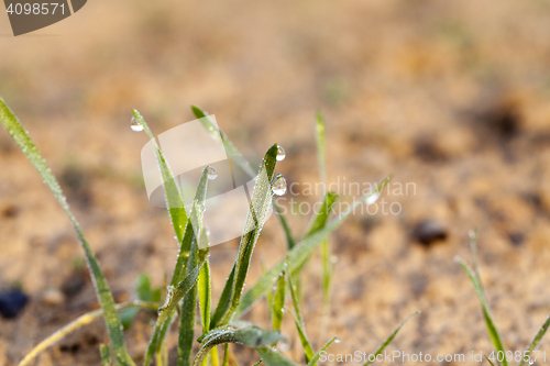 Image of young grass plants, close-up