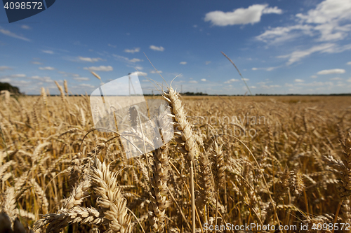 Image of ripe yellow cereals