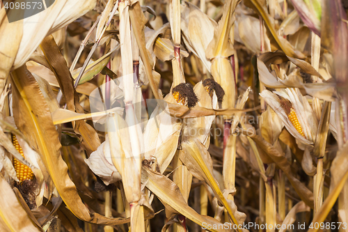 Image of yellowed ripe corn