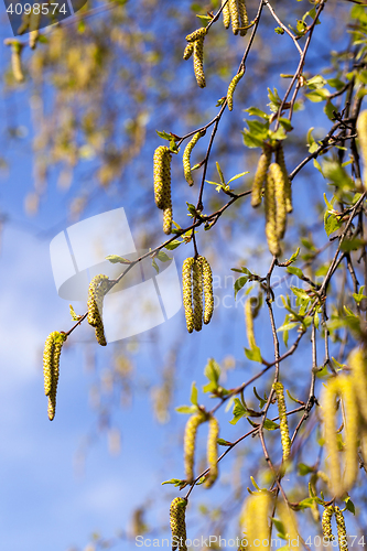 Image of trees in the spring