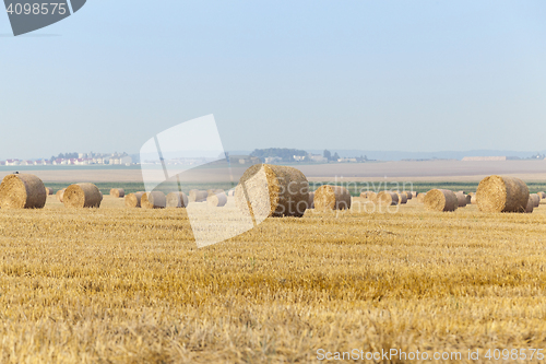 Image of cereal farming field