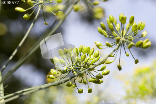 Image of green dill in a field