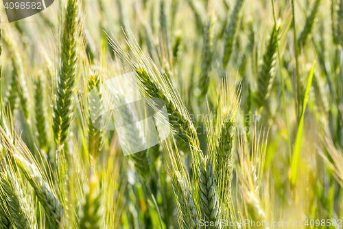 Image of ripening cereals in the field