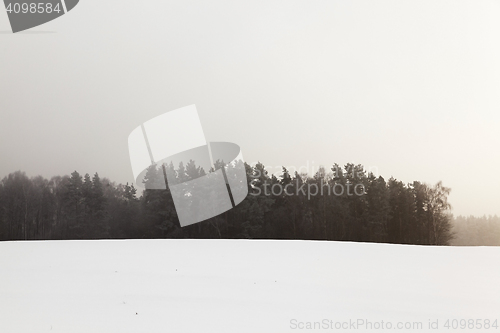 Image of Trees in winter